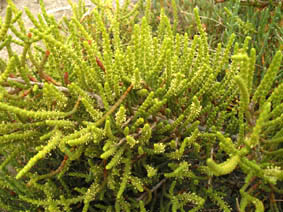 Sarcocornia fruticosa